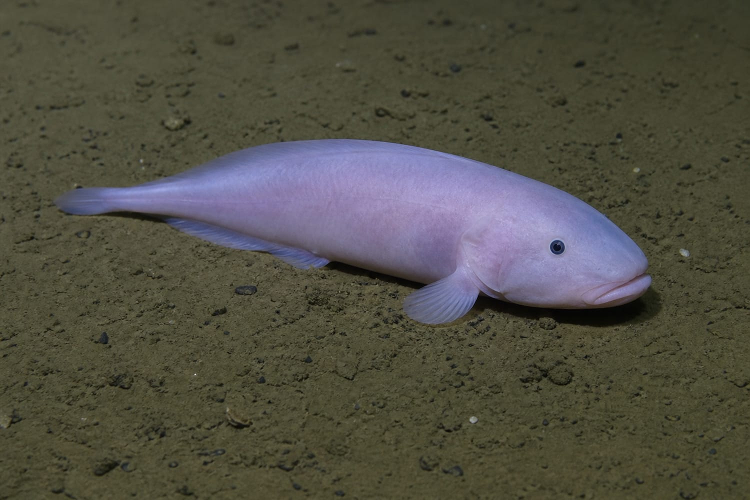 the-deepest-fish-snailfish-of-the-trenches