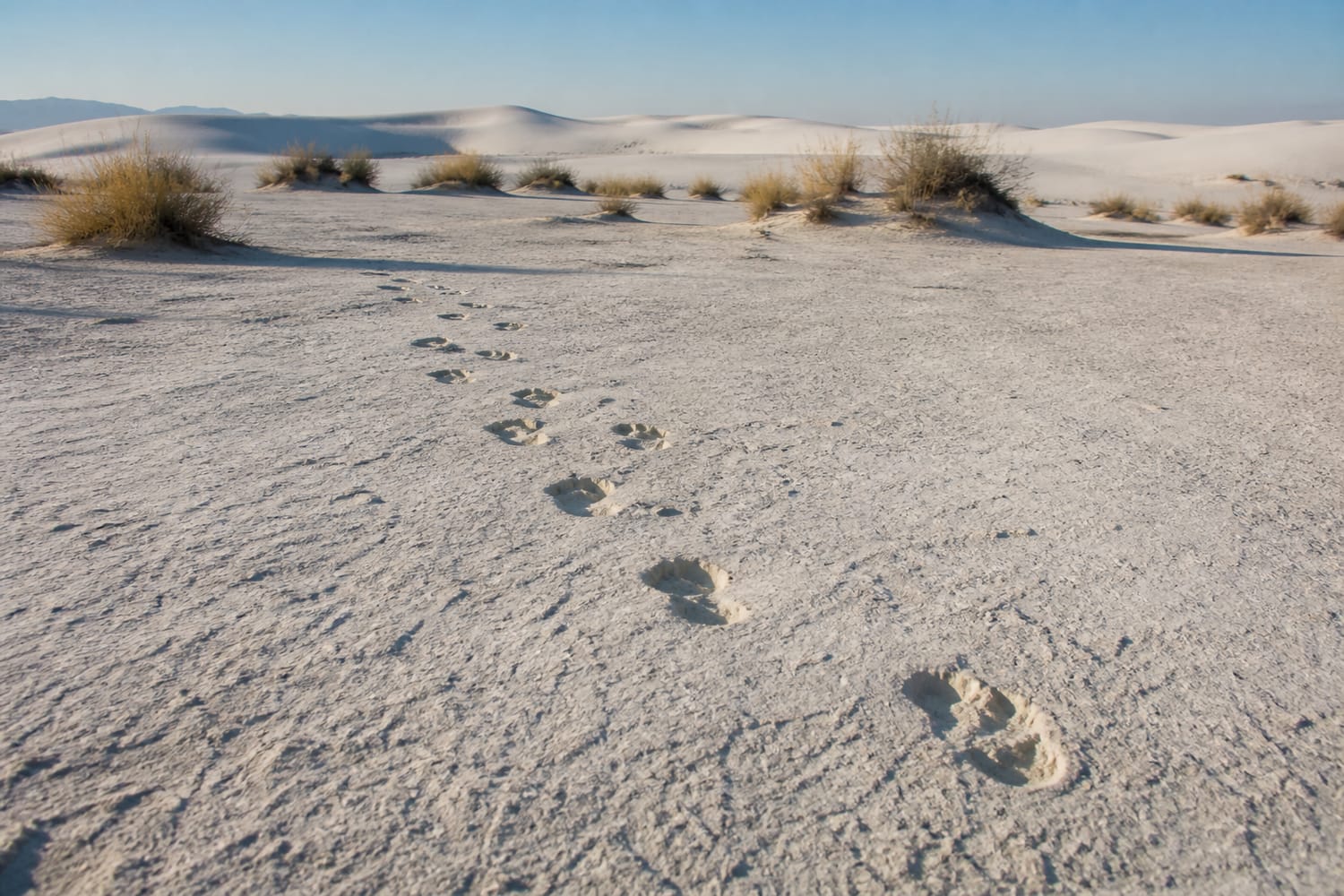 white-sands-and-the-peopling-of-the-americas