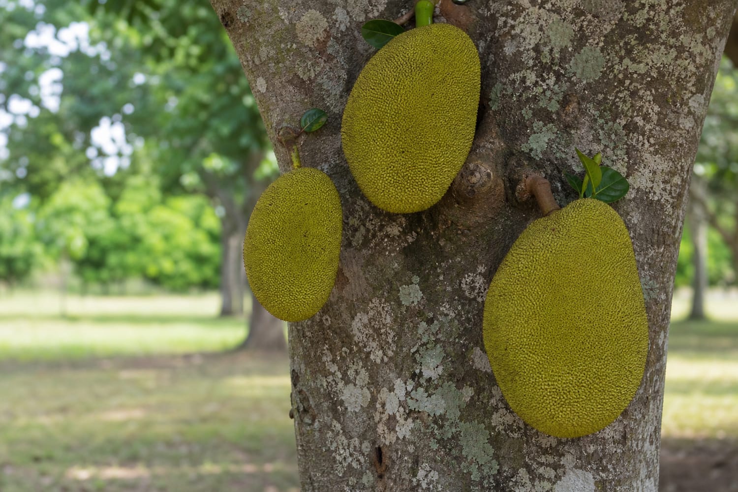 why-jackfruit-grows-on-the-trunk