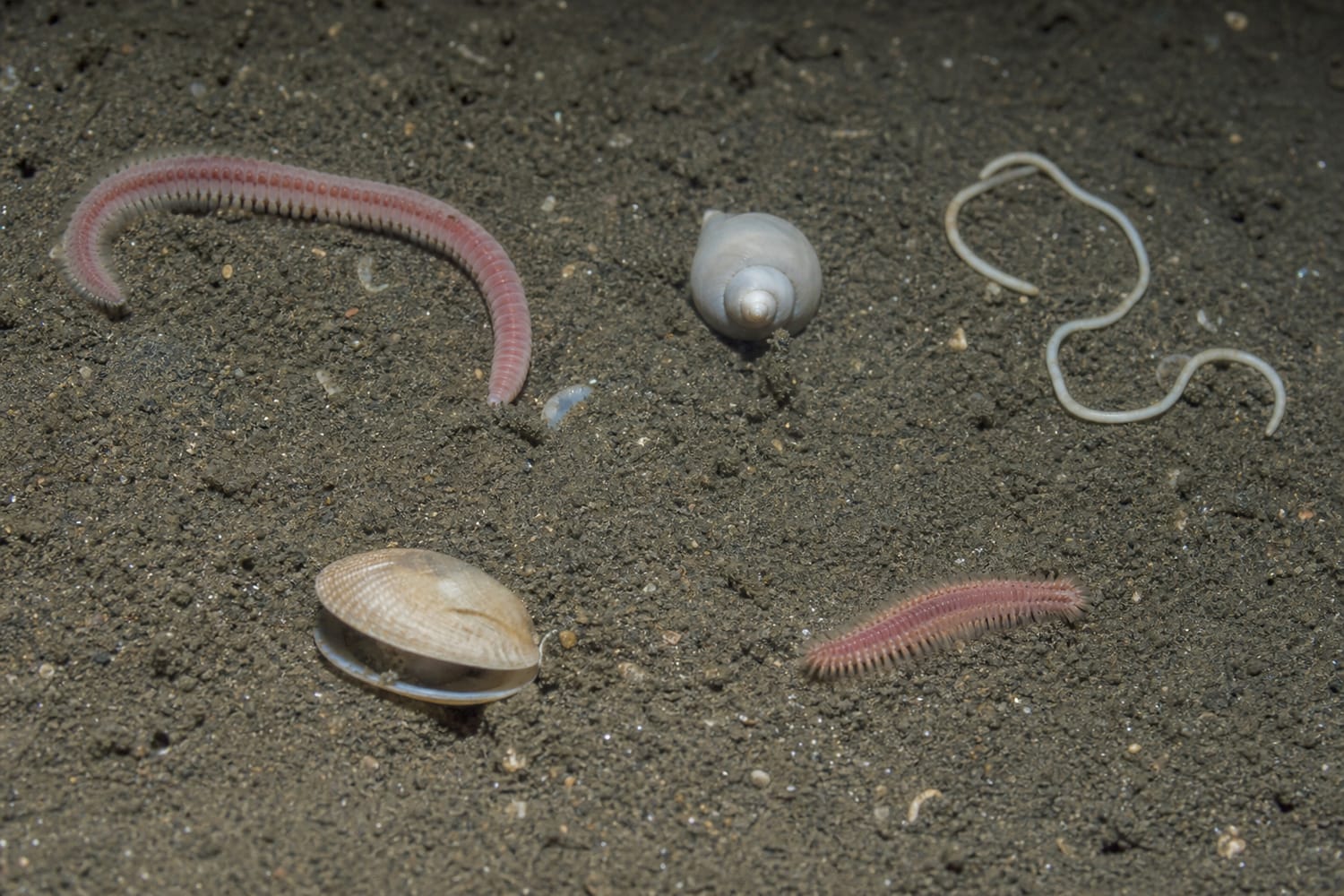 worms-mollusks-and-other-hidden-residents